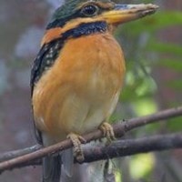 Cekakak-hutan Melayu | Rufous-collared Kingfisher
