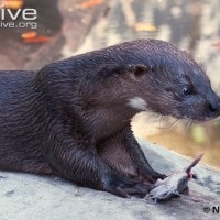 Berang-berang hidung berambut (Lutra sumatrana)
