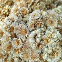 Edelweis (Anaphalis javanica)