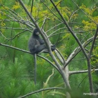 Rekrekan | Monyet daun endemik jawa tengah yang kurang perhatian