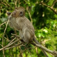 monyet ekor panjang