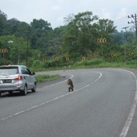 Macaca nemestrina di Hutan Seulawah Aceh