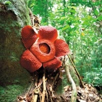 Bunga Rafflesia Arnoldi