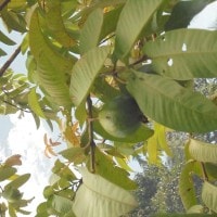 manfaat buah dan daun jambu klutuk (jambu biji)