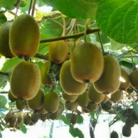 Buah Kiwi