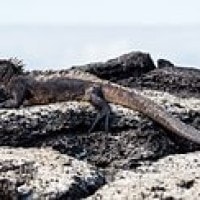 Iguana laut