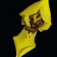 Bunga Iris