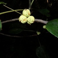Macaranga caladiifolia Becc.