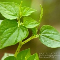 Ketumpang air/kangkung kangkungan , rumput liar yang bermanfaat