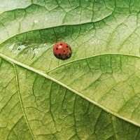 Kepik; Kumbang Koksi; Kepik 7 Tutul; Lady Bug