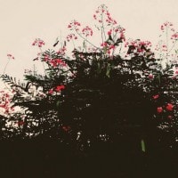 Kembang Merak (Caesalpinia pulcherrima)