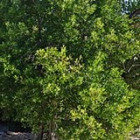 Teruntum / Lumnitzera racemosa