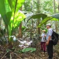 Daun Sang, Si Daun Raksasa