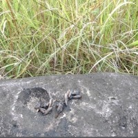 Identifikasi satwa (jejak) di Hutan Seulawah Aceh