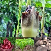 Suweg | panganan desa super manfaat
