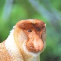 Bekantan