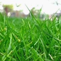 Jenis Rumput Untuk Lapangan Sepakbola