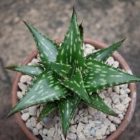 Lidah Buaya
