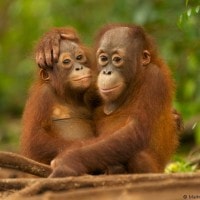 ORANGUTAN