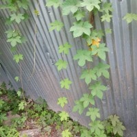 Daun Cantik