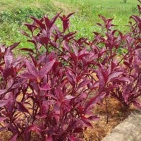 Pesona Tanaman Erpah di Institut Teknologi Sumatera