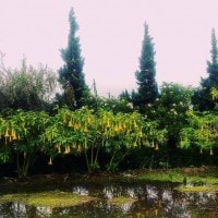 Efek Memabukkan dibalik Cantiknya Bunga Terompet (Kecubung Gunung)