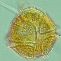 Plankton di perairan Hutan Seulawah Acehh