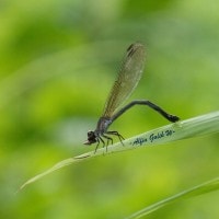 Euphaea variegata (Rambur, 1842) / Gossarmewings Damselflies – Betina