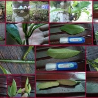 Nangka