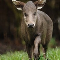 Rusa Berumbai