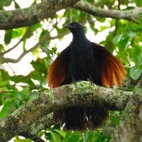 Bubut Besar | Greater Coucal