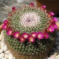 Mammillaria