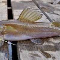 Nekton di perairan Hutan Seulawah Aceh