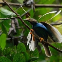 Burung Bidadari Halmahera