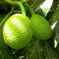 Sukun si buah “ajaib” sumber pangan alternatif