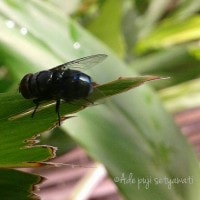 Obat dari Tubuh Si Lalat