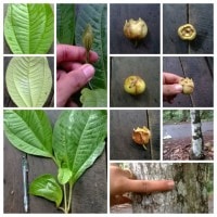 jambu monyet