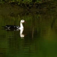 Mentok Rimba | White-winged Duck