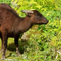 Anoa Pegunungan