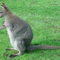 Wallabi