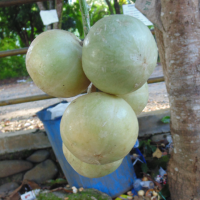 Limpasu dari Pegunungan Meratus