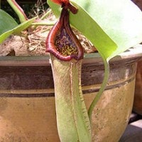 Kantung semar daun terbelah