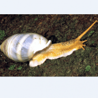 amphidromus martensi (photo hazebroek)