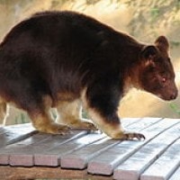 Kanguru pohon