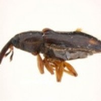 Kumbang Elaeidobius