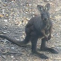 Wallaru