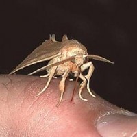 Ngengat Vampir