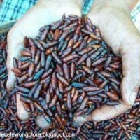 Entung, Ulat Jati | Hyblaea puera