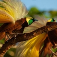 Burung Cendarawasih Papua