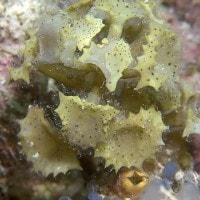 Alga Coklat